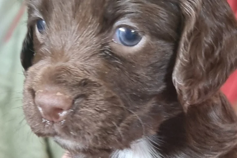 Cocker Spaniel (Working)