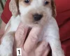 Cocker Spaniel (Working)