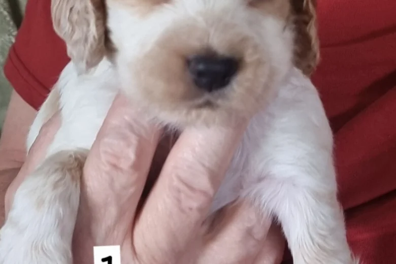 Cocker Spaniel (Working)