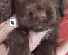 Cocker Spaniel (Working)