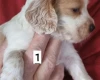 Cocker Spaniel (Working)