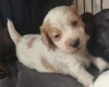 Cocker Spaniel (Working)