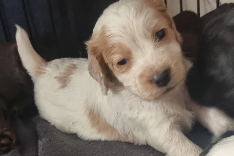 Cocker Spaniel (Working)