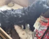 Cocker Spaniel (Working)