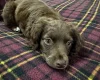 Cocker Spaniel (Working)