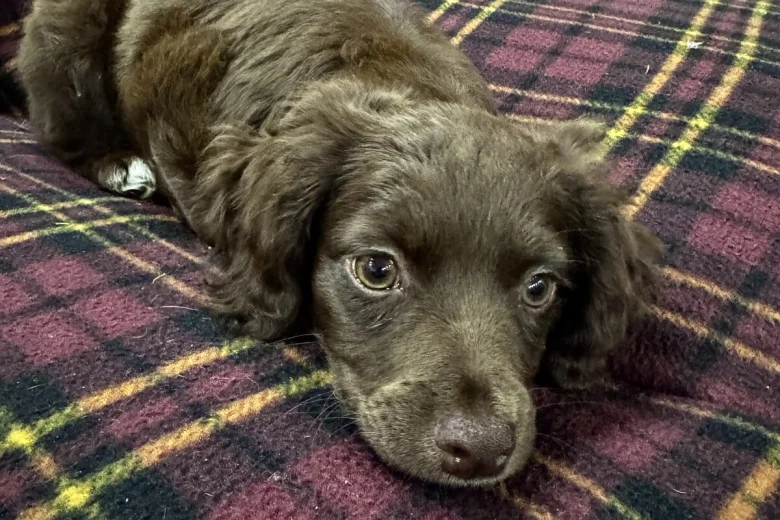 Cocker Spaniel (Working)