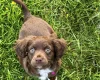 Cocker Spaniel (Working)