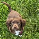 Cocker Spaniel (Working)