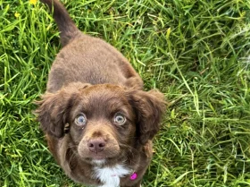 Cocker Spaniel (Working)