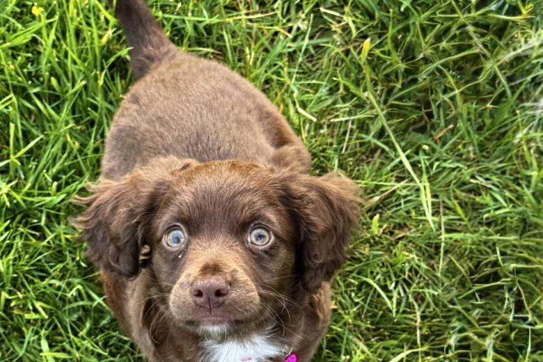 Cocker Spaniel (Working)