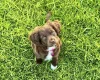 Cocker Spaniel (Working)