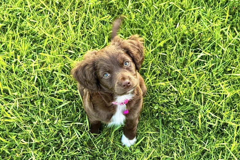Cocker Spaniel (Working)