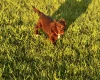 Cocker Spaniel (Working)