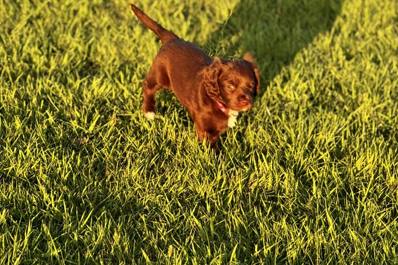 Cocker Spaniel (Working)