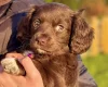 Cocker Spaniel (Working)