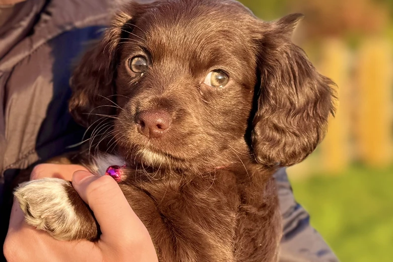 Cocker Spaniel (Working)