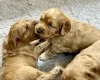 Cocker Spaniel (Working)