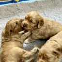 Cocker Spaniel (Working)