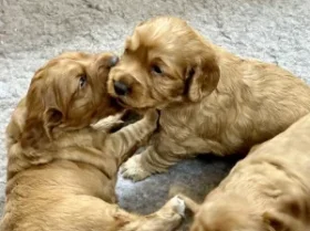 Cocker Spaniel (Working)