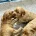 Cocker Spaniel (Working)