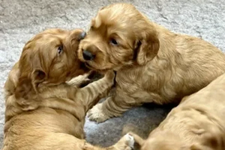 Cocker Spaniel (Working)