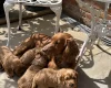 Cocker Spaniel (Working)