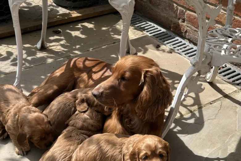 Cocker Spaniel (Working)