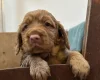 Cocker Spaniel (Working)