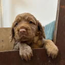Cocker Spaniel (Working)