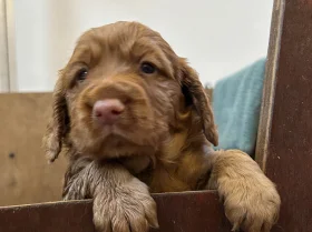 Cocker Spaniel (Working)