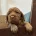 Cocker Spaniel (Working)