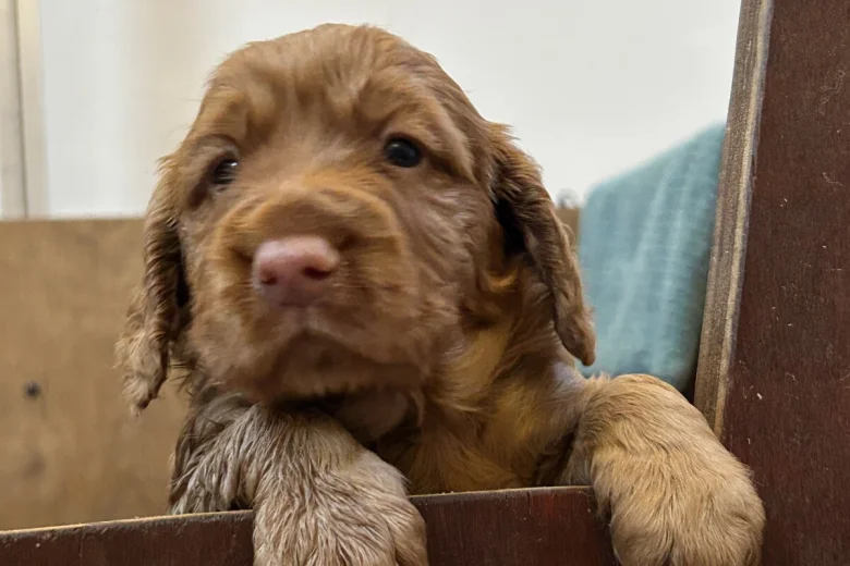 Cocker Spaniel (Working)