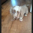 Dachshund (Miniature Long Haired)