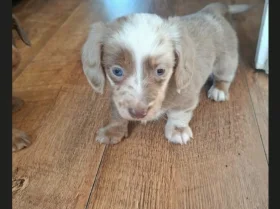 Dachshund (Miniature Long Haired)