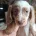 Dachshund (Miniature Long Haired)