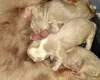 Dachshund (Miniature Long Haired)