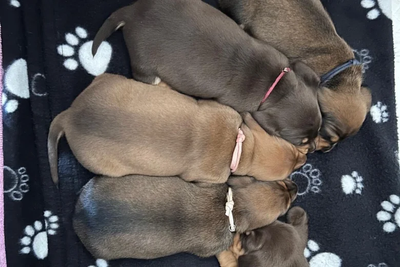 Dachshund (Miniature Smooth Haired)