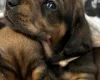 Dachshund (Miniature Smooth Haired)