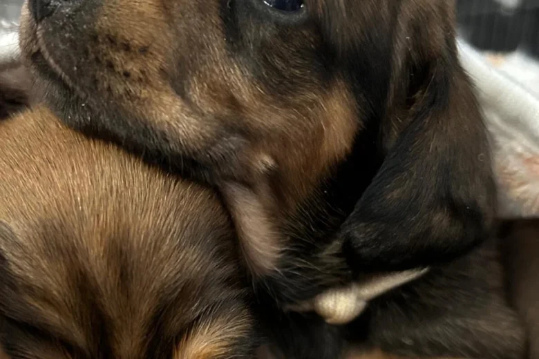 Dachshund (Miniature Smooth Haired)