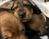 Dachshund (Miniature Smooth Haired)