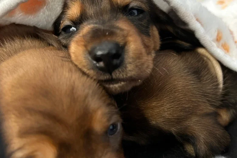 Dachshund (Miniature Smooth Haired)