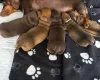 Dachshund (Miniature Smooth Haired)