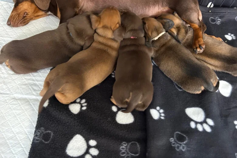 Dachshund (Miniature Smooth Haired)