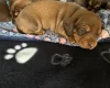 Dachshund (Miniature Smooth Haired)