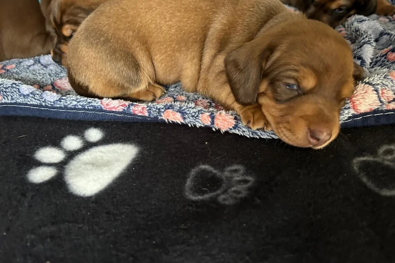 Dachshund (Miniature Smooth Haired)