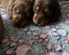 Dachshund (Miniature Smooth Haired)