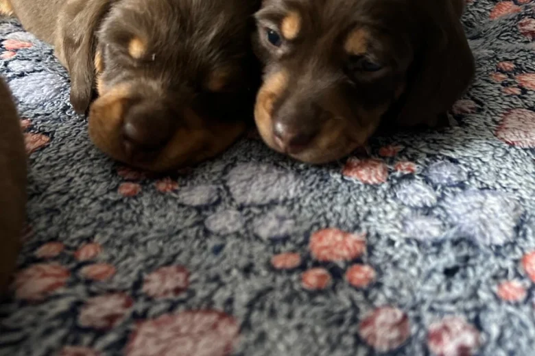 Dachshund (Miniature Smooth Haired)