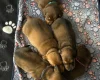 Dachshund (Miniature Smooth Haired)