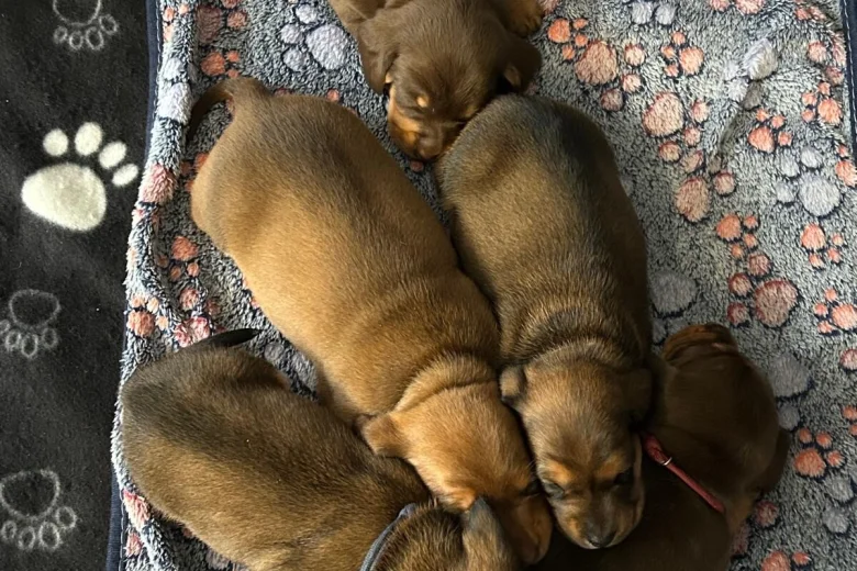 Dachshund (Miniature Smooth Haired)