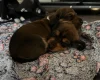 Dachshund (Miniature Smooth Haired)